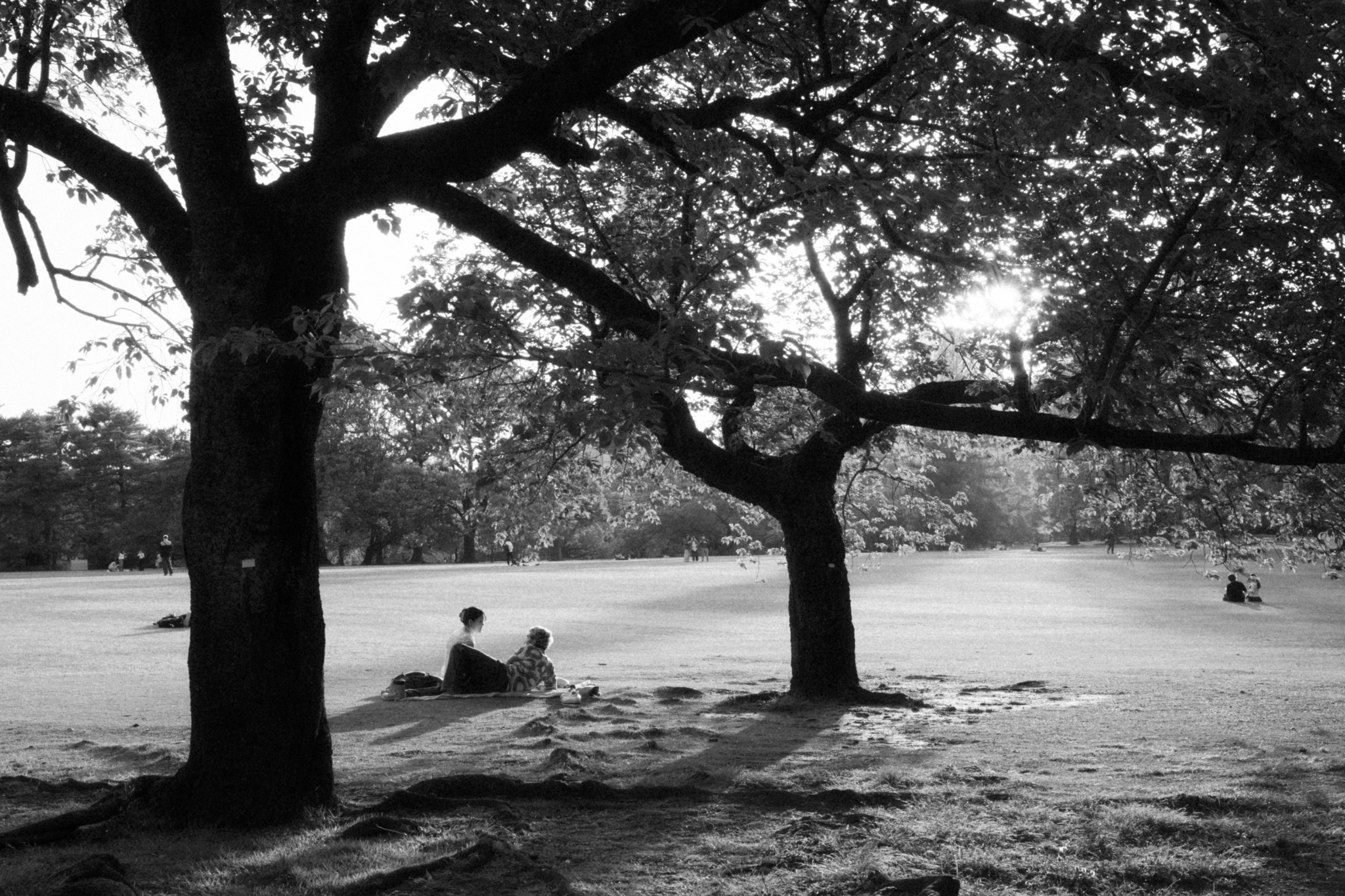 People resting in the shade beneath broad trees in black and white